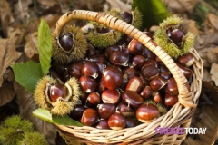 CASTAGNE 8