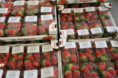 FRAGOLE 1